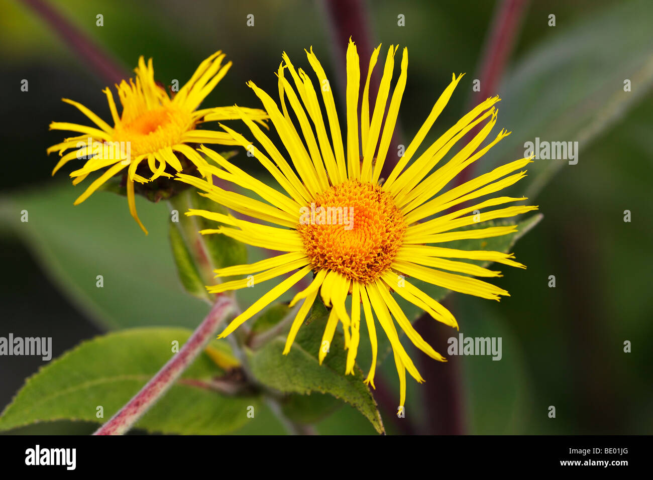 Flowering Giant Inula (Inula magnifica) Stock Photo