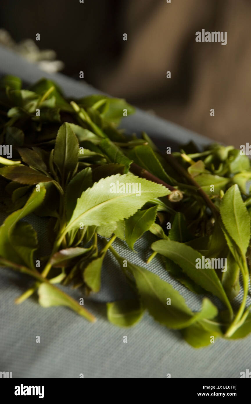 Khat leaves a legal drug and stimulant grown locally and used