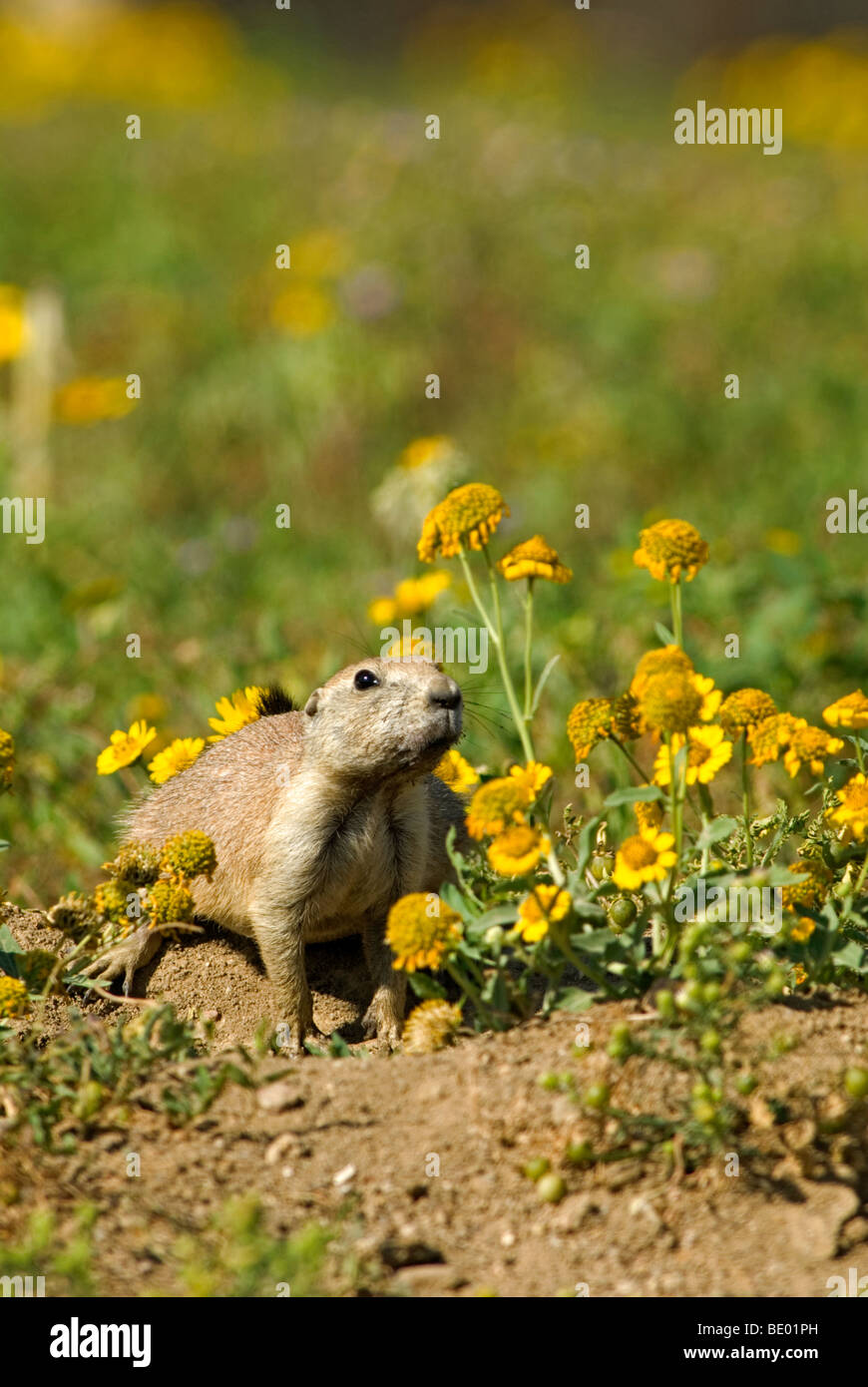 Black tailed Prairie dog in late summer wildflowers near burrow