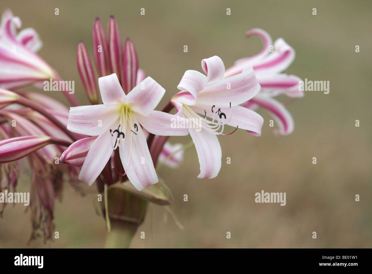 Pyjama Lily (Crinum macowanii), Ngorongoro Conservation Area, Tanzania, Africa Stock Photo