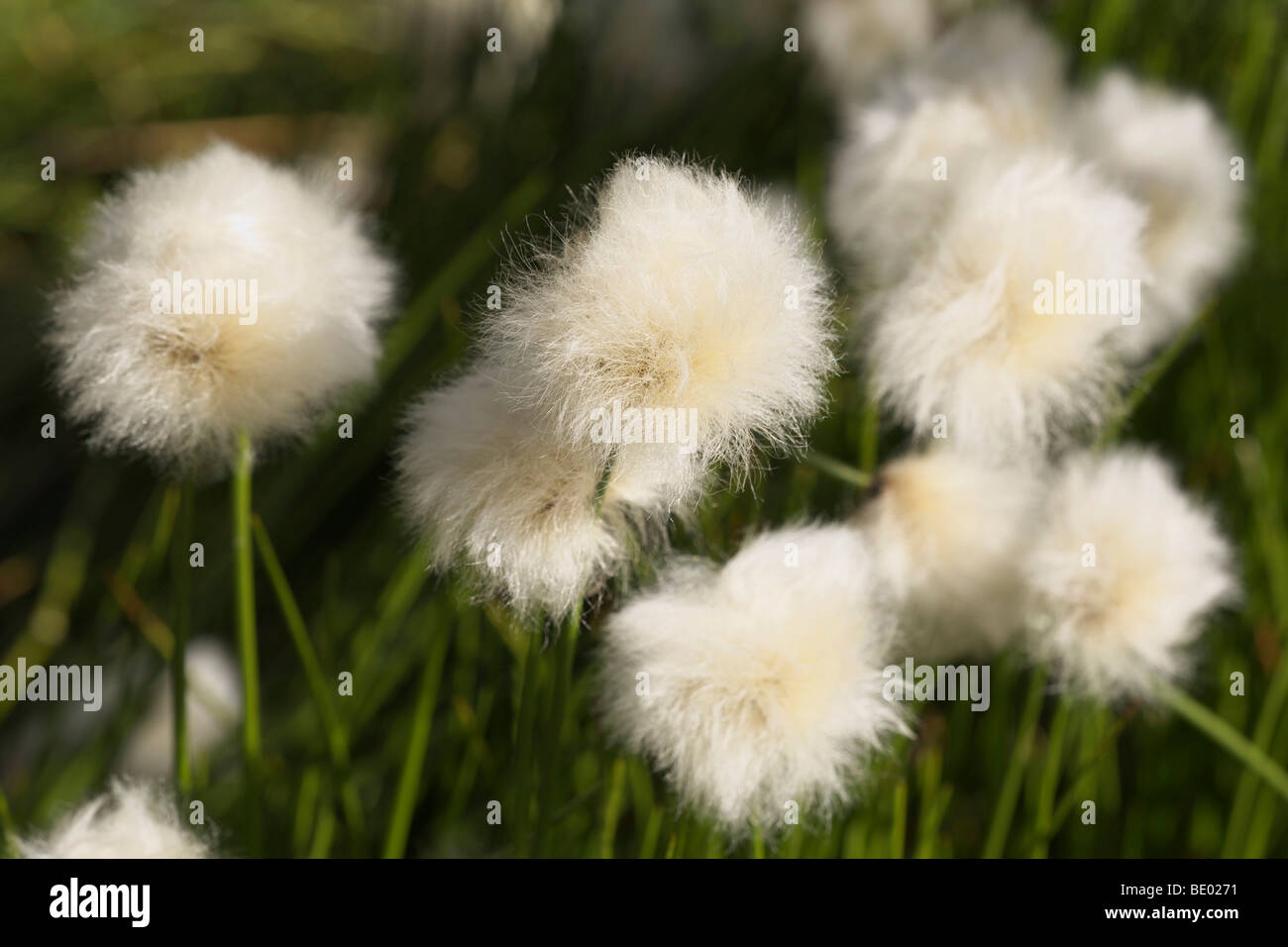 White Cottongrass (Eriophorum scheuchzeri) Stock Photo