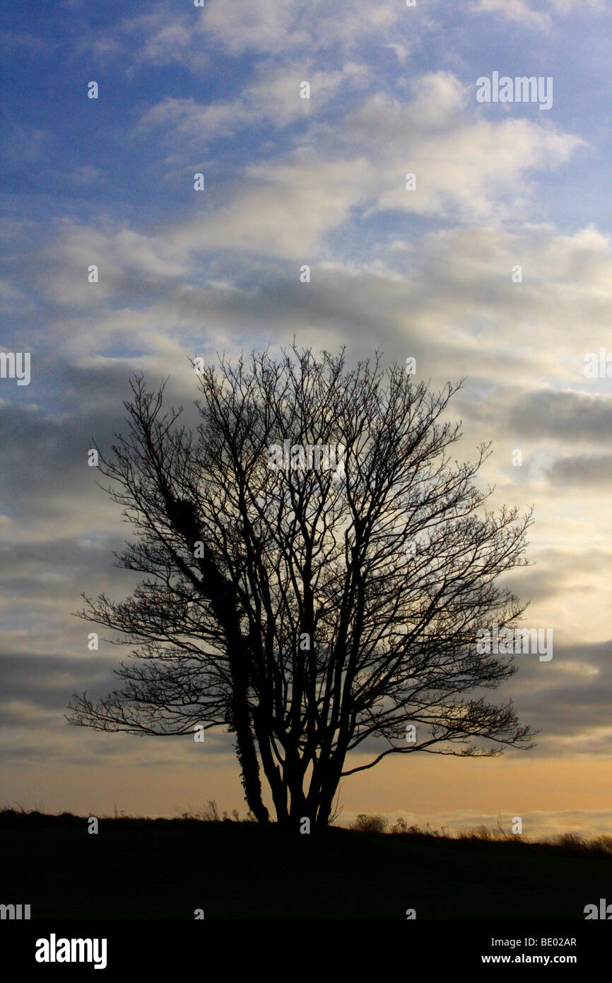 Tree Silhouetted against a sunset sky Stock Photo - Alamy