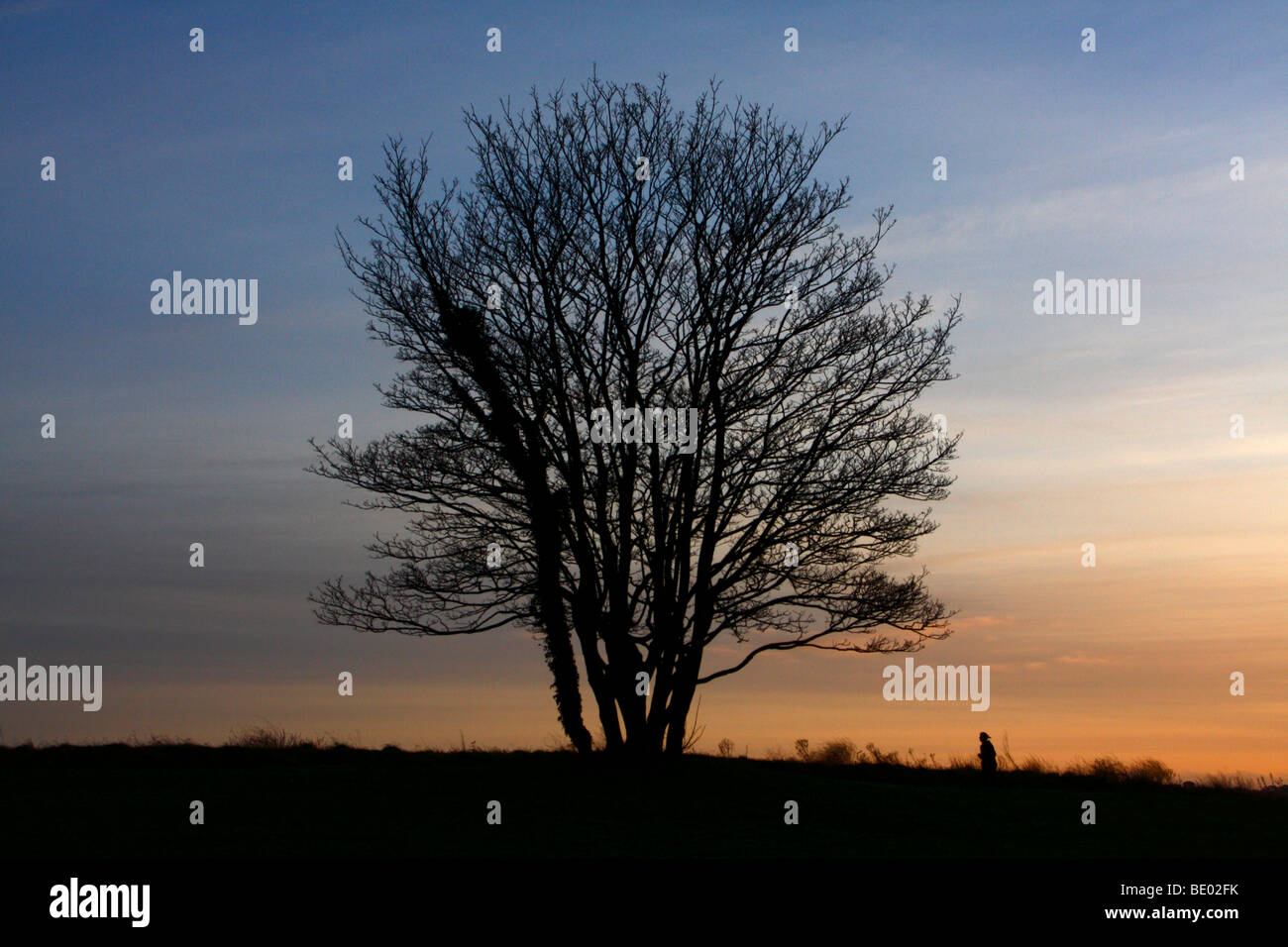 Tree Silhouetted against a sunset sky Stock Photo - Alamy