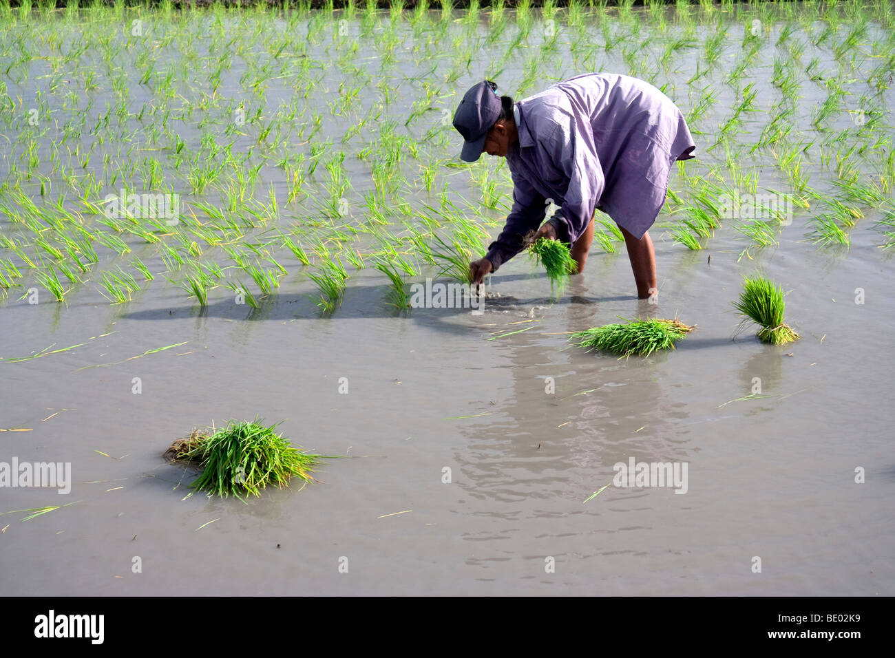 A rice paddy in Tarlac province being prepared for planting Stock Photo ...