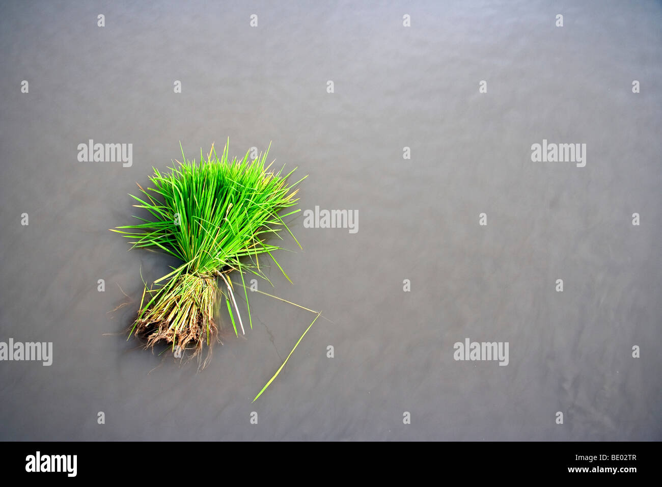 A rice paddy in Tarlac province being prepared for planting. Stock Photo