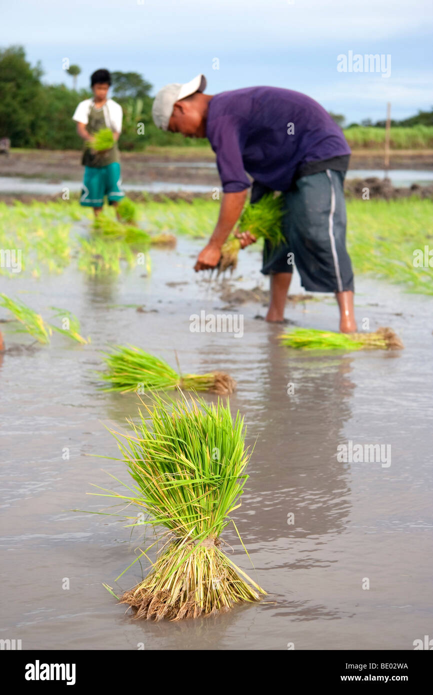 A rice paddy in Tarlac province being prepared for planting. Stock Photo