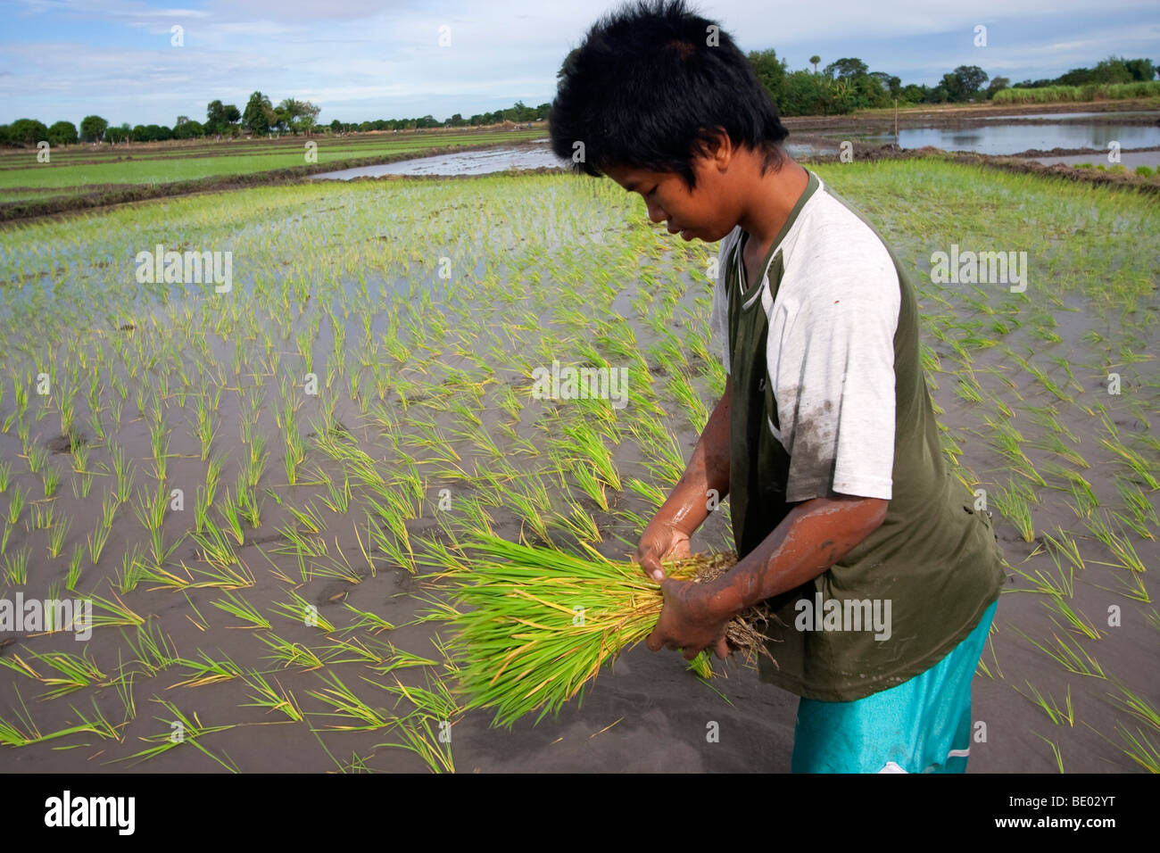 A rice paddy in Tarlac province being prepared for planting Stock Photo ...