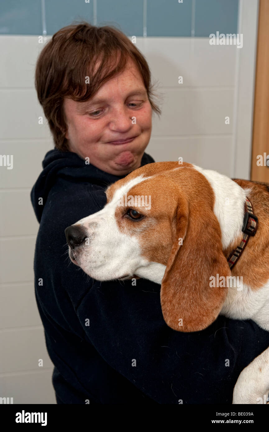 Fat beagle hires stock photography and images Alamy