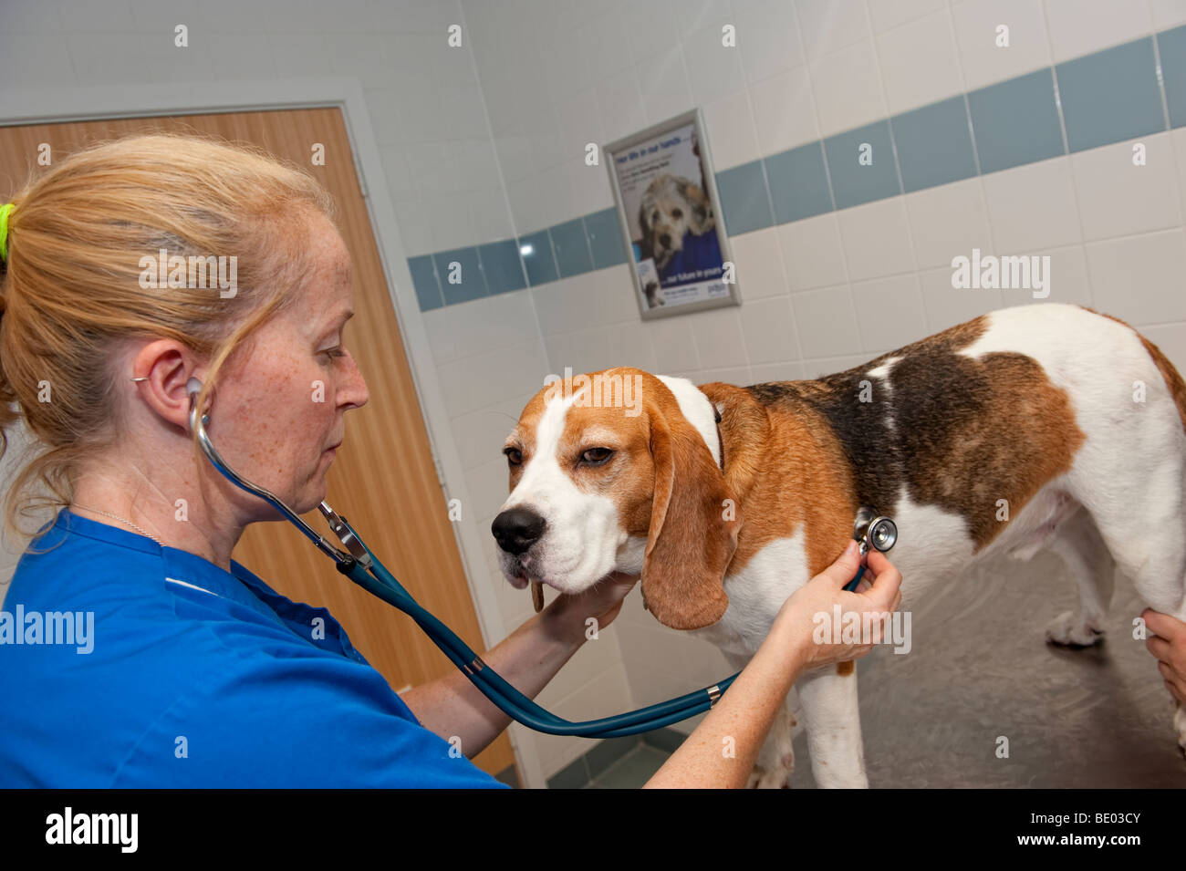 Peoples dispensary for sick animals hi-res stock photography and images - Alamy Peoples dispensary for sick animals hi-res stock photography and images - Alamy