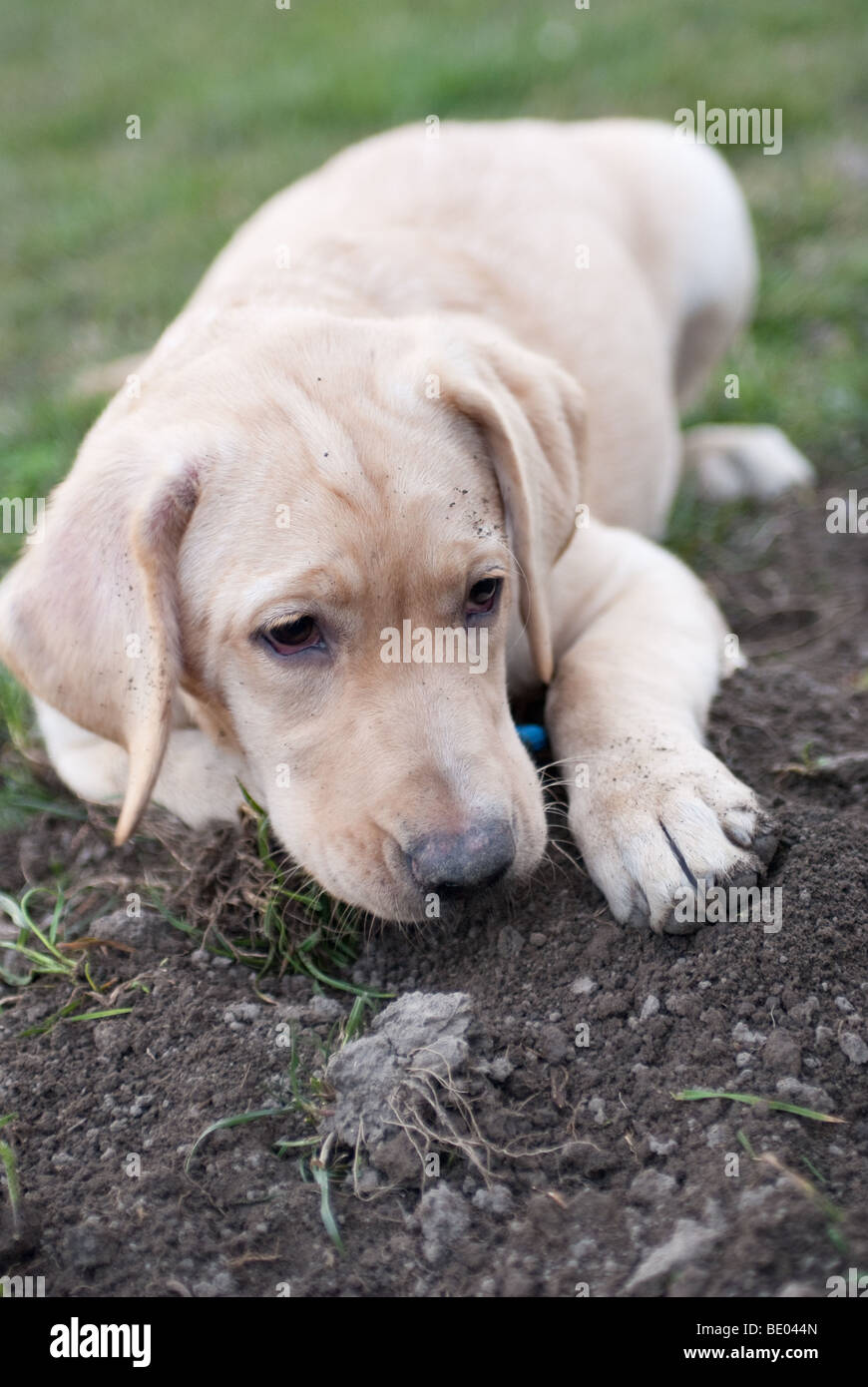 Retriever dog puppy in mud hi res stock photography and images Alamy