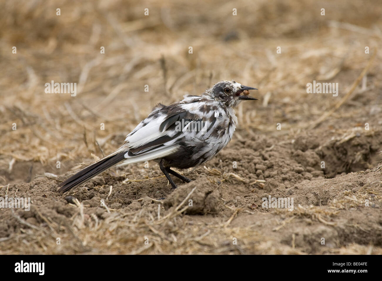 Leucistic Brewer's Blackbird molting Stock Photo