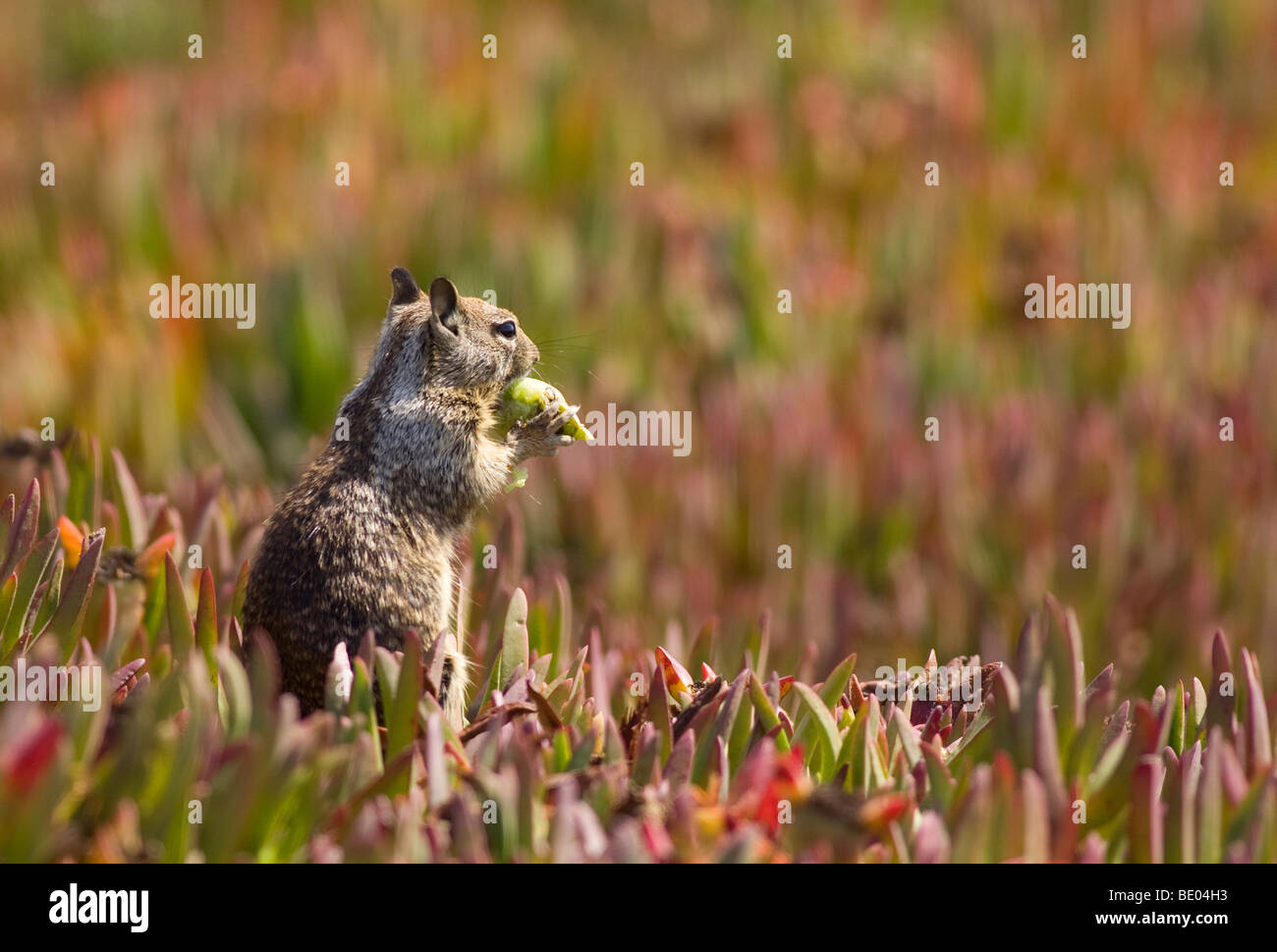 Ground Squirrel Eating Ice Plant Spermophilus beecheyi Stock Photo