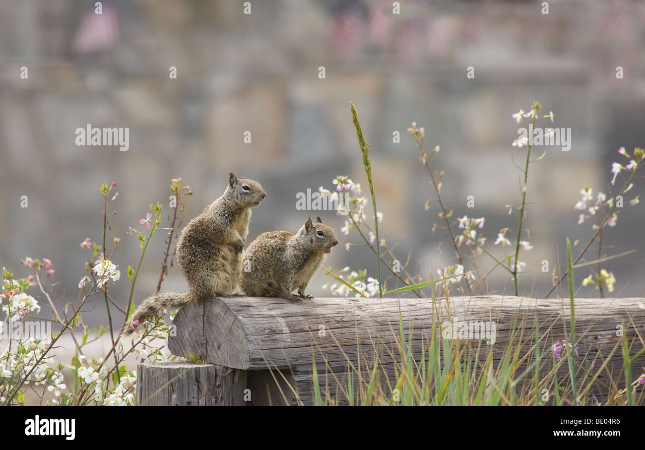 Two Ground Squirrels on a Fence. One chirping Stock Photo