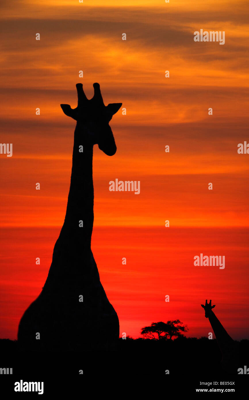 Giraffe at sunset in Savuti in Botswana Stock Photo