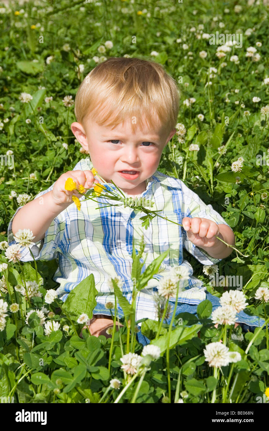 Little Boy Aged 14 Months Sitting in Clover Tearing Heads off Buttercup Flowers Stock Photo