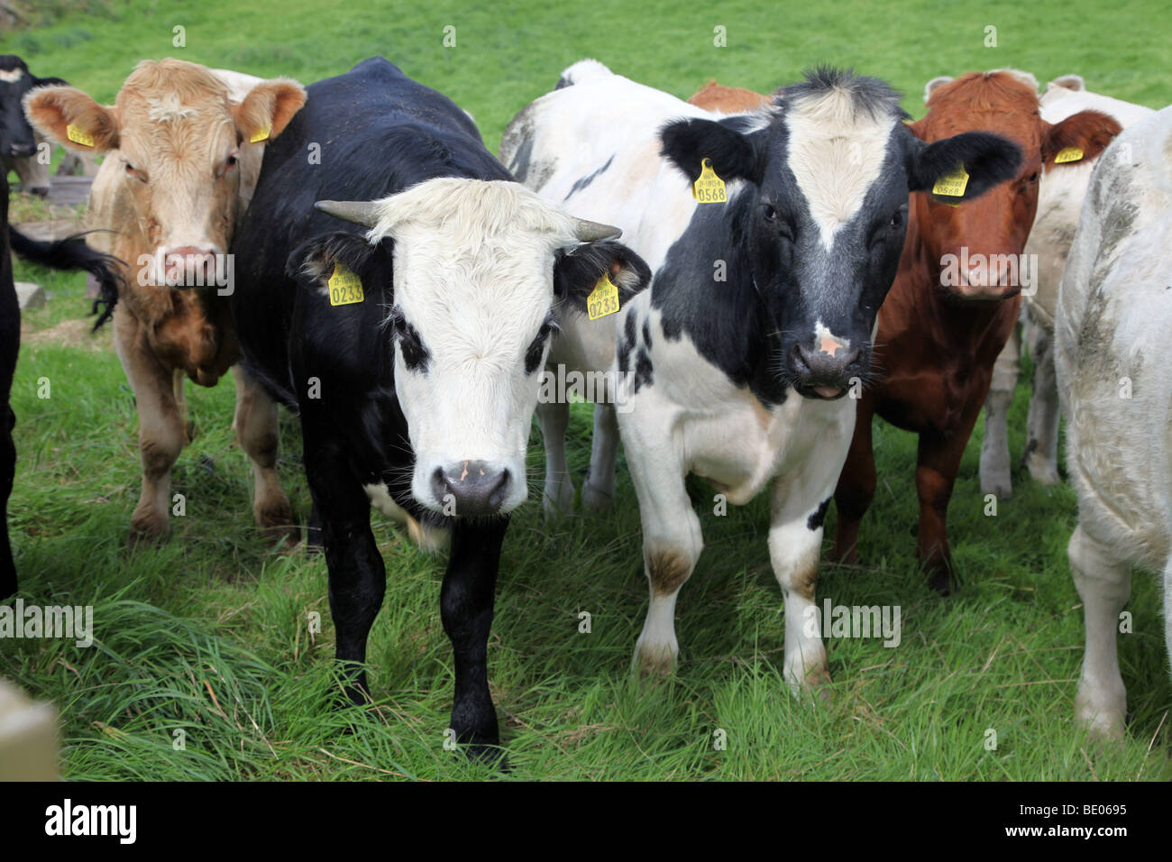 Herd of Irish dairy cattle, County Monaghan Stock Photo