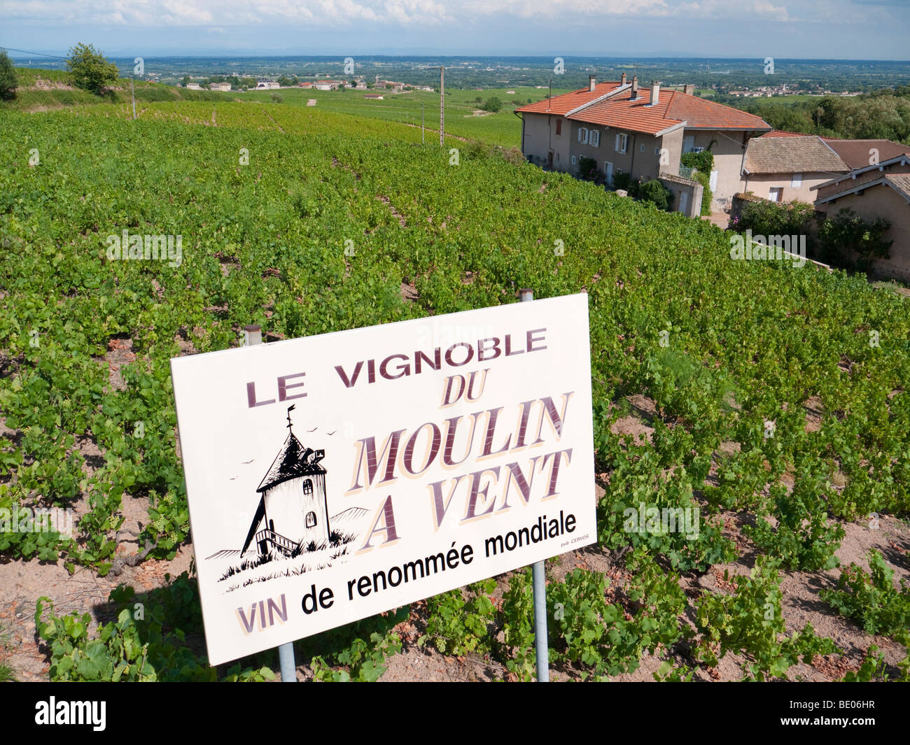A signboard in a vineyard advertises the renowned Beaujolais wine of Moulin à Vent. Stock Photo