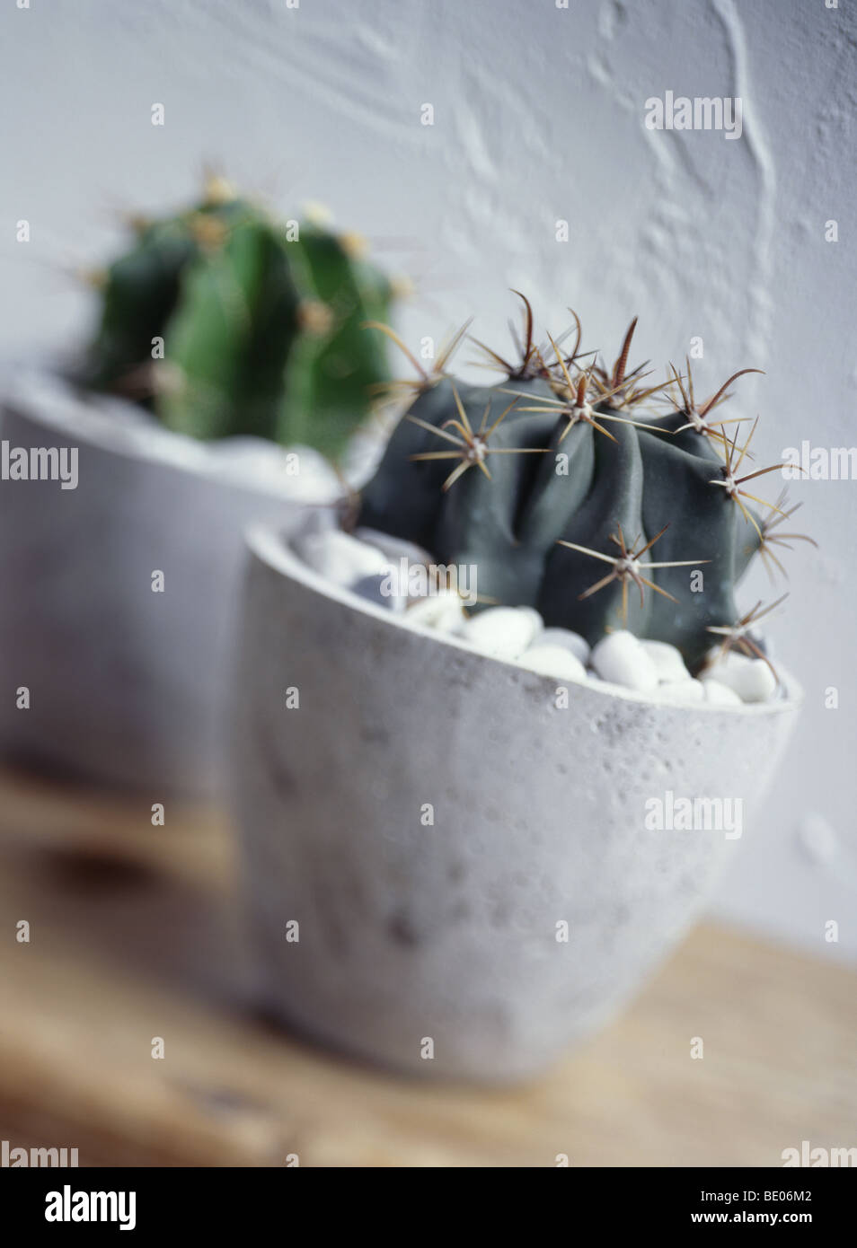 cactus potted Stock Photo