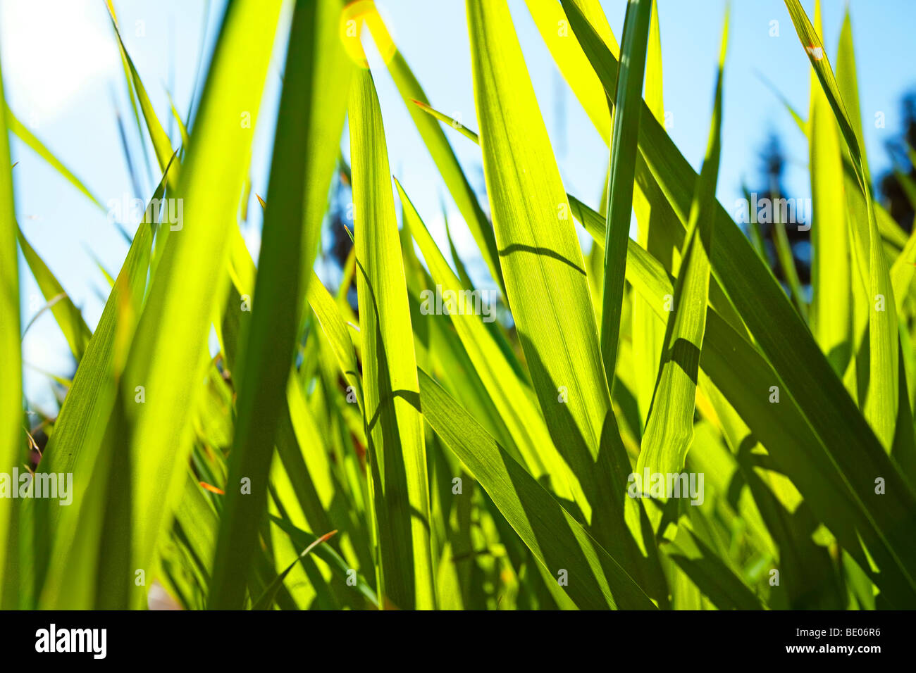 Blades of grass, close up Stock Photo Alamy