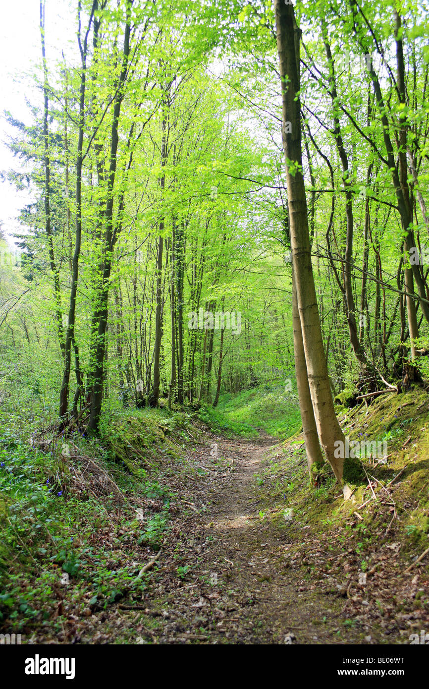 Longbeech wood hi-res stock photography and images - Alamy