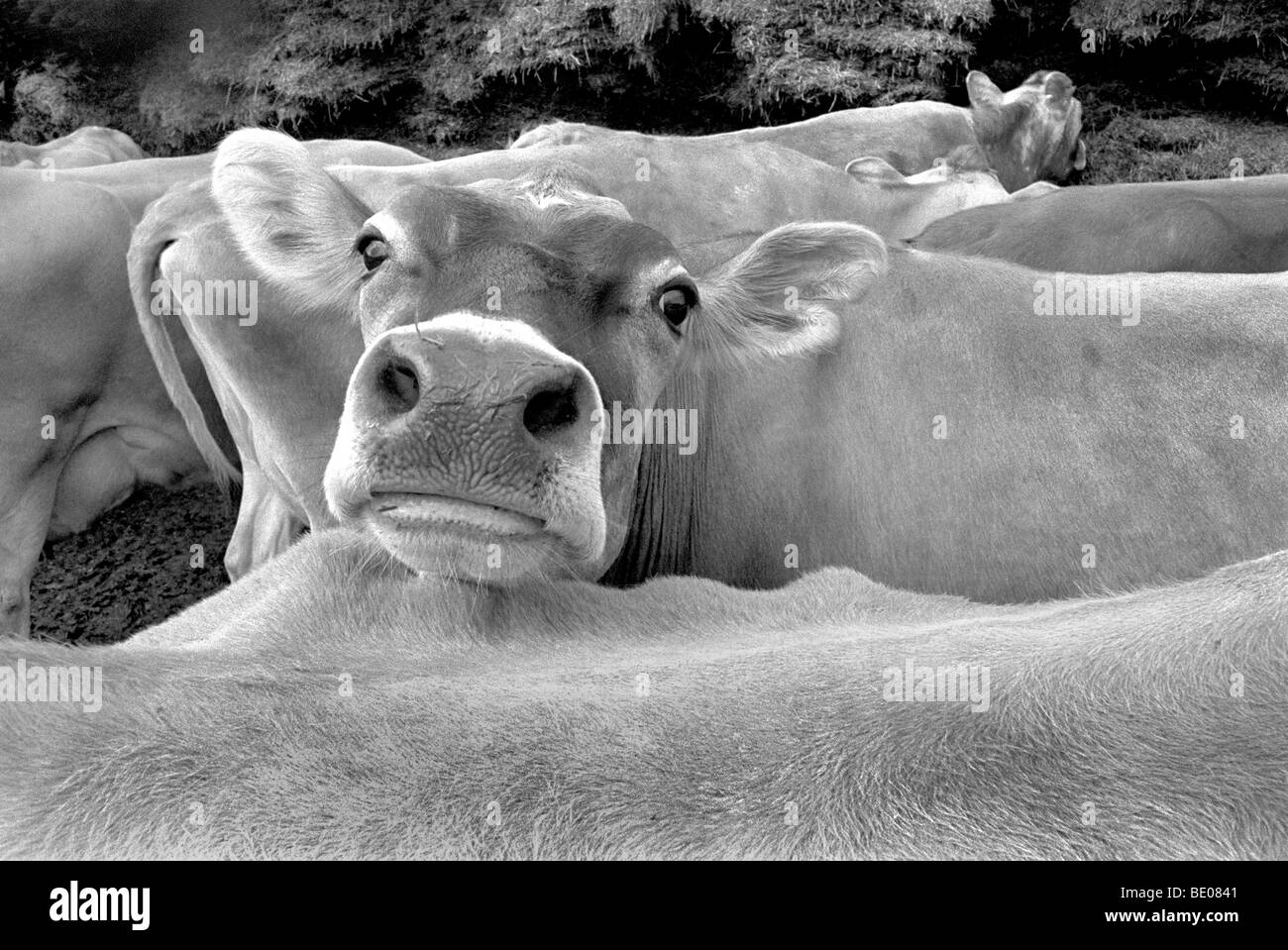 Jersey cow Black and White Stock Photos & Images - Alamy