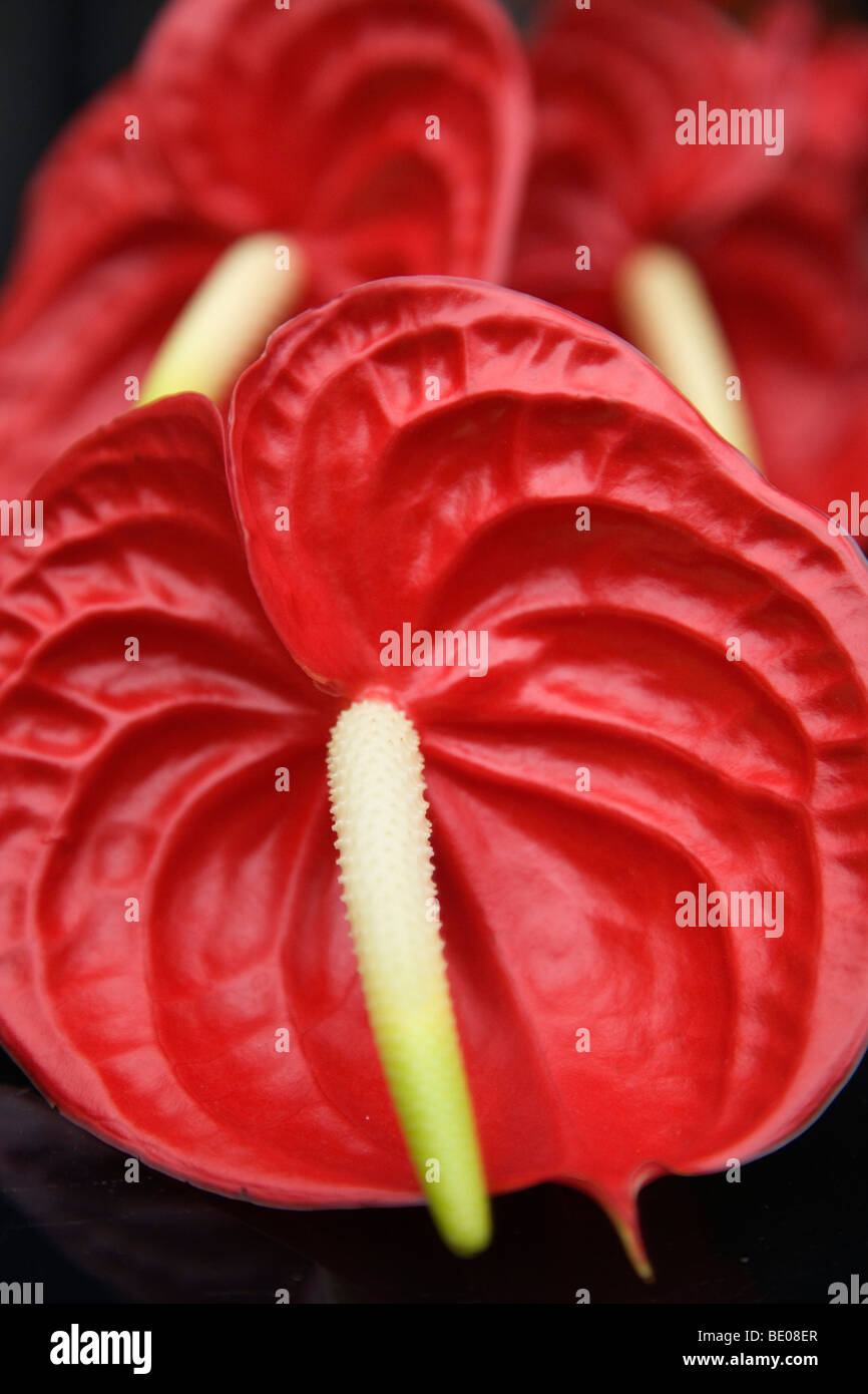 Vivid red anthurium flowers Stock Photo