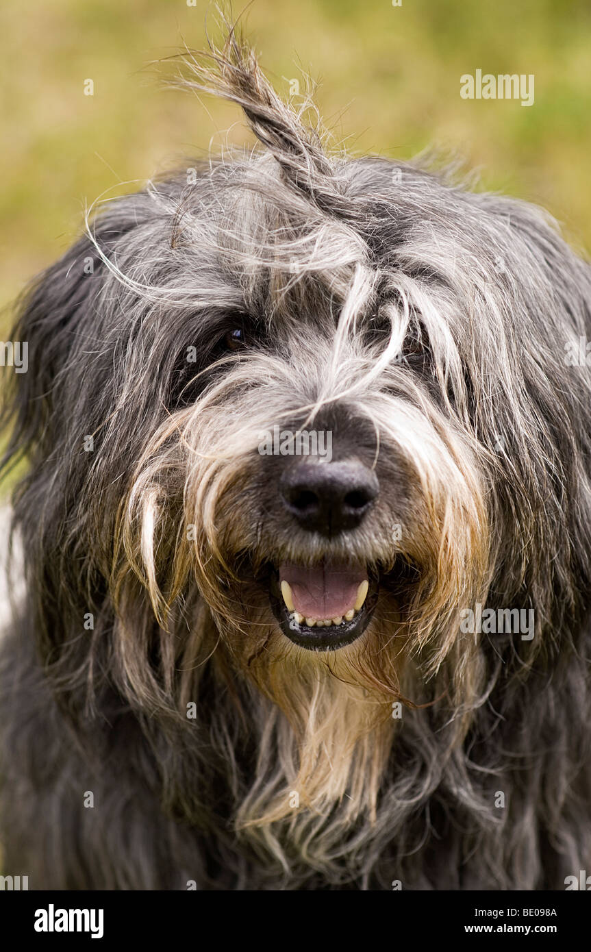Shaggy dog hires stock photography and images Alamy