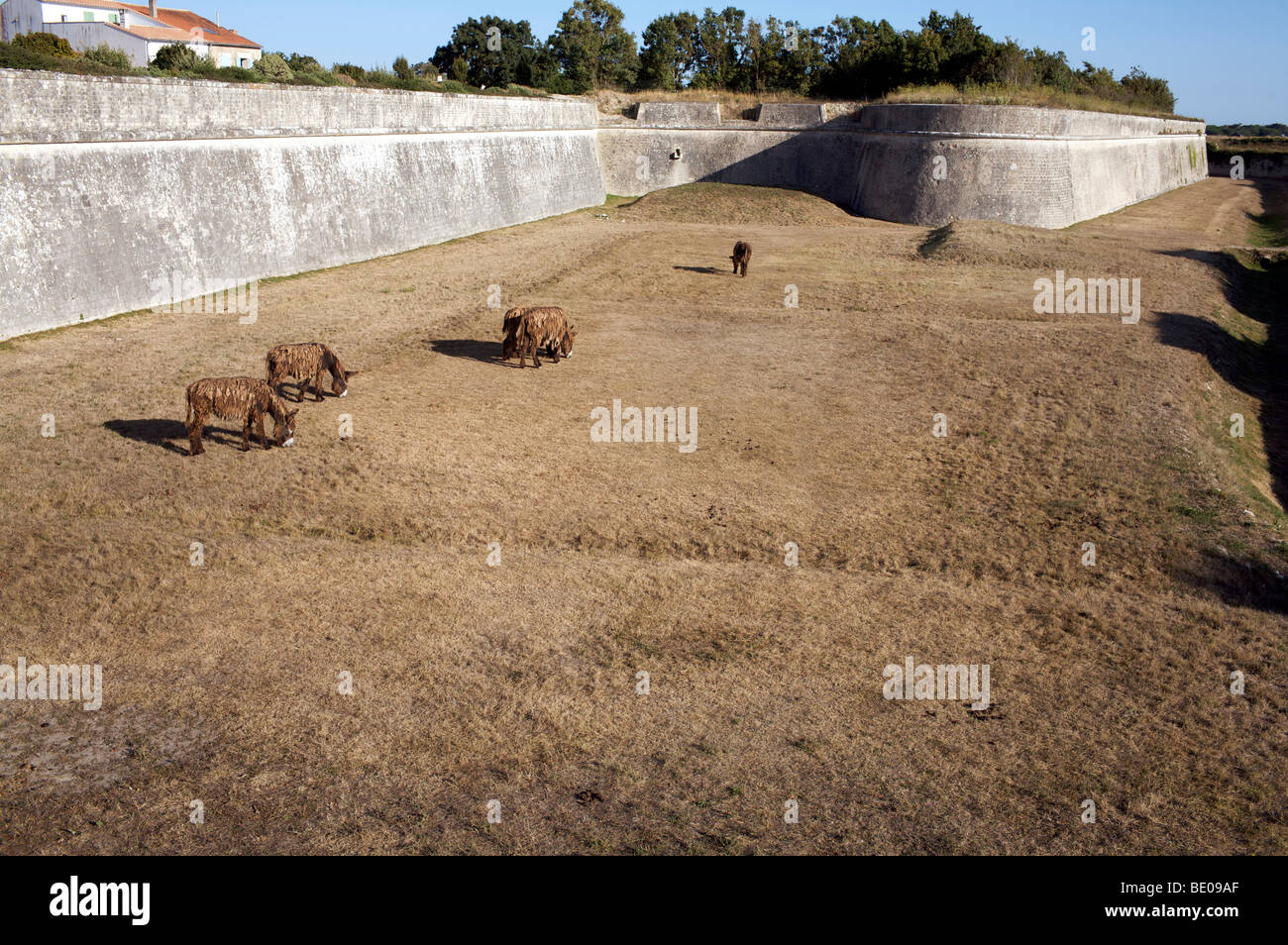 Donkeys grazing next to city wall, St Martin de Re, ile de Re, Charente - maritime, france Stock Photo
