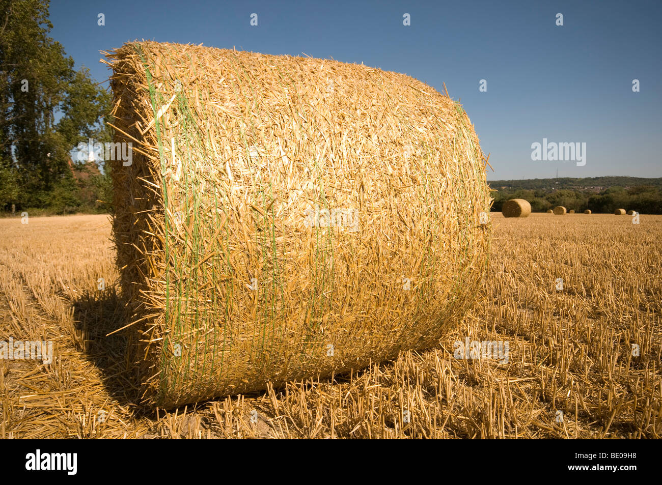 Field of wheat after harvest Stock Photo - Alamy
