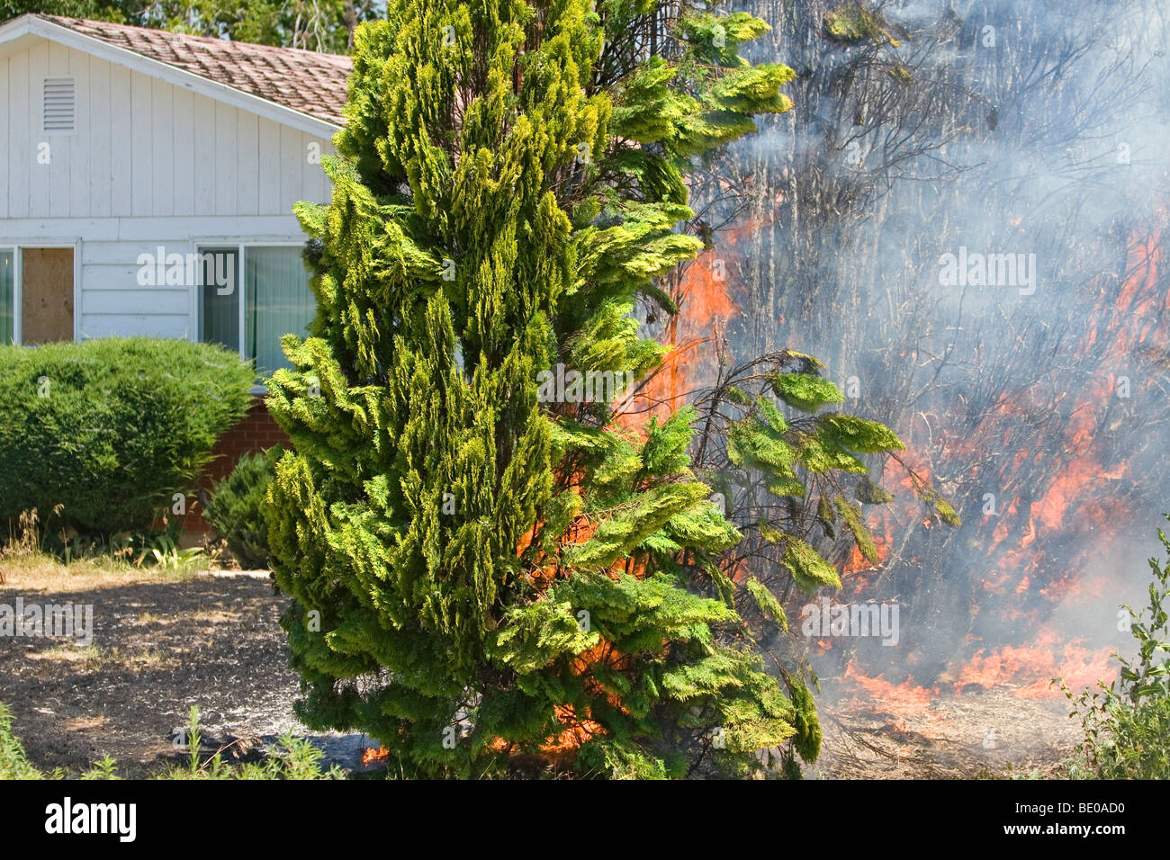 A hedge of arborvitae on fire in Canyon County, Idaho, USA. Stock Photo