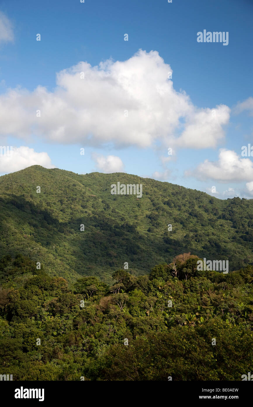Usa, Caribbean, Puerto Rico, Central Mountains, El Yunque National Forest, Rainforest Stock Photo