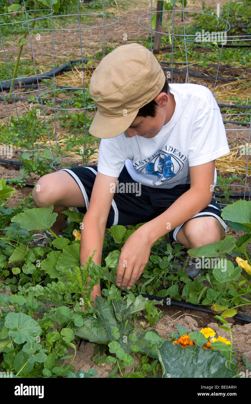Young boy pulling weeds in a residential vegetable garden in Boise ...