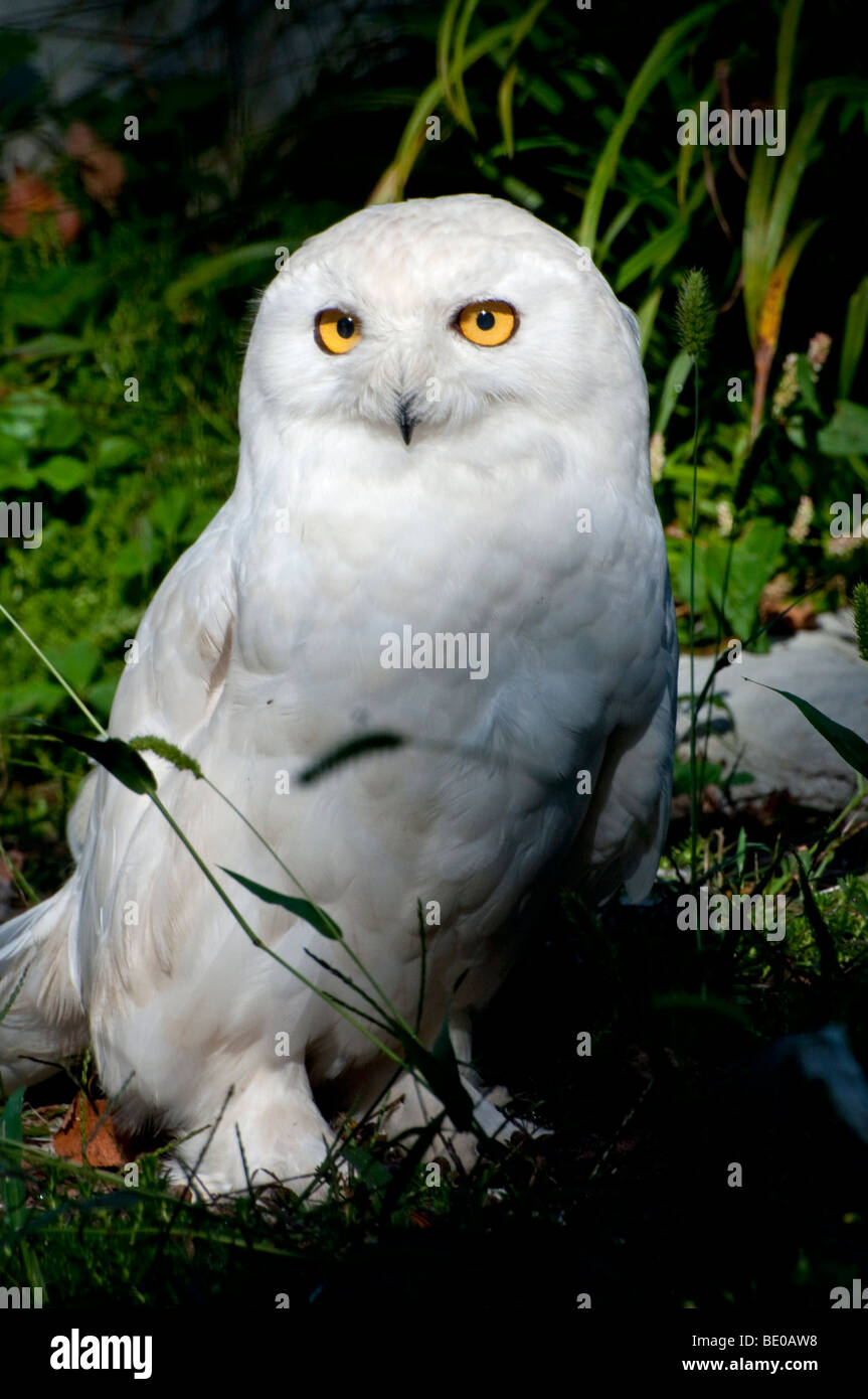 A Snowy Owl Stock Photo - Alamy