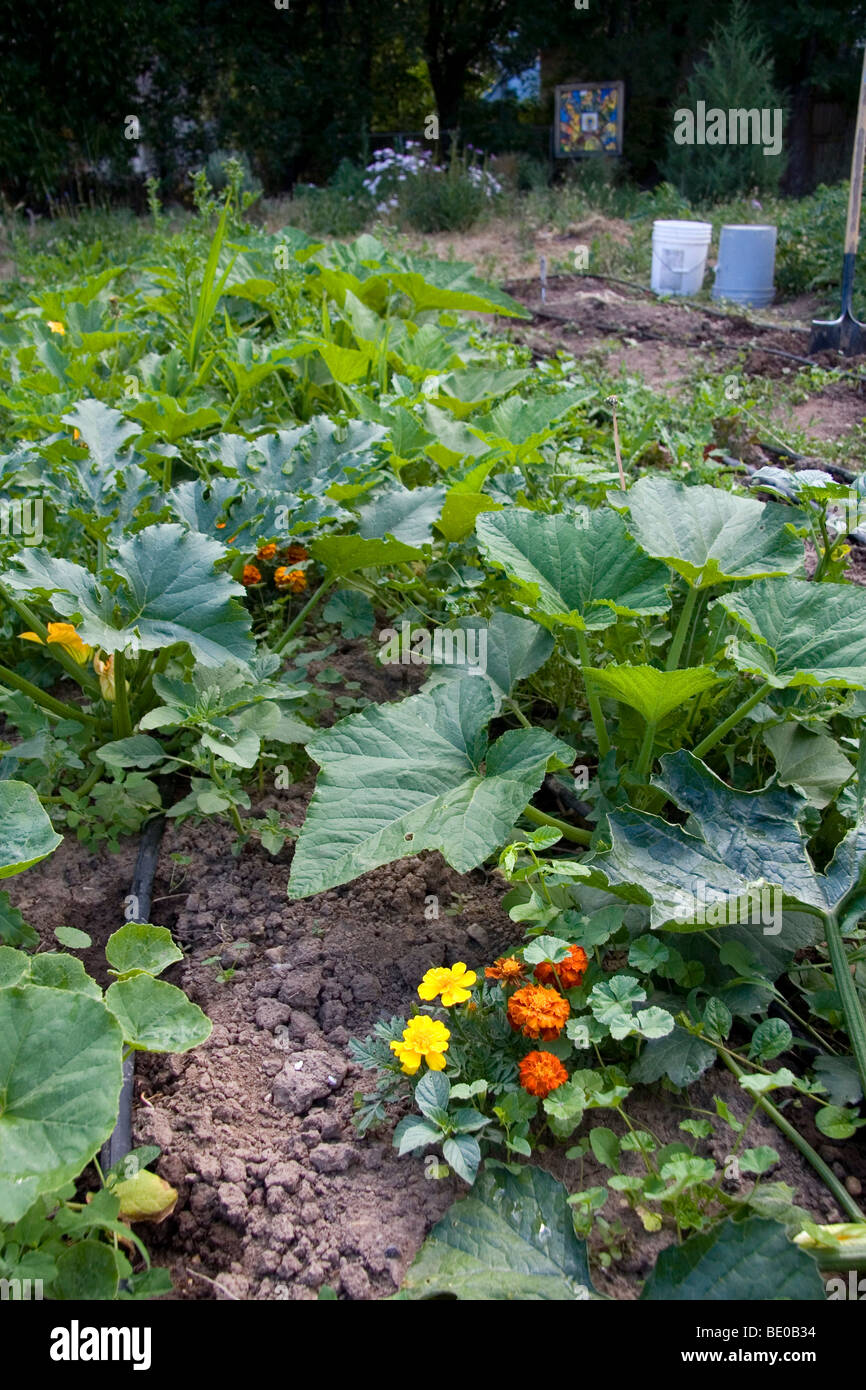 Marigolds used as natural insect repellent in vegetable garden in Boise, Idaho, USA. Stock Photo