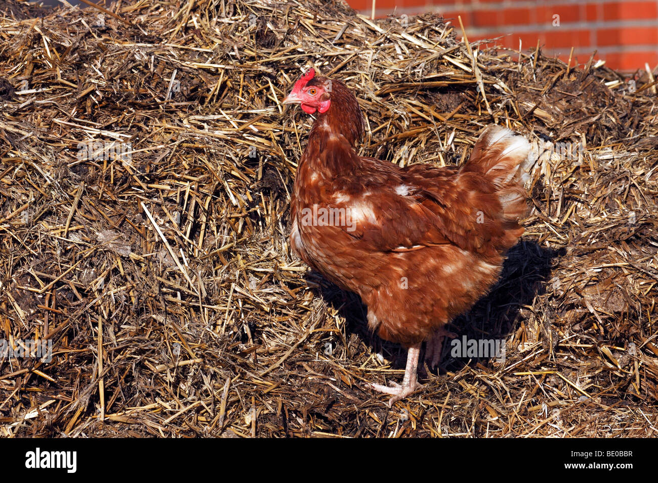 Domestic Fowl Stock Photo