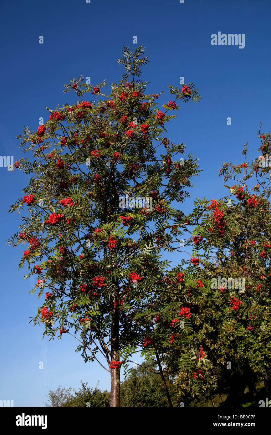 Abundant Rowan berries growing on tree with blue sky background, Edinburgh, Scotland, UK, Europe Stock Photo
