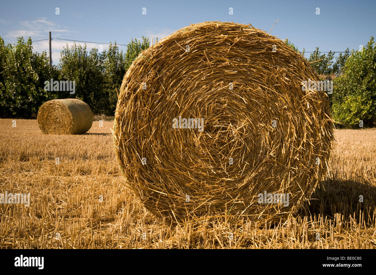 Field of wheat after harvest Stock Photo - Alamy