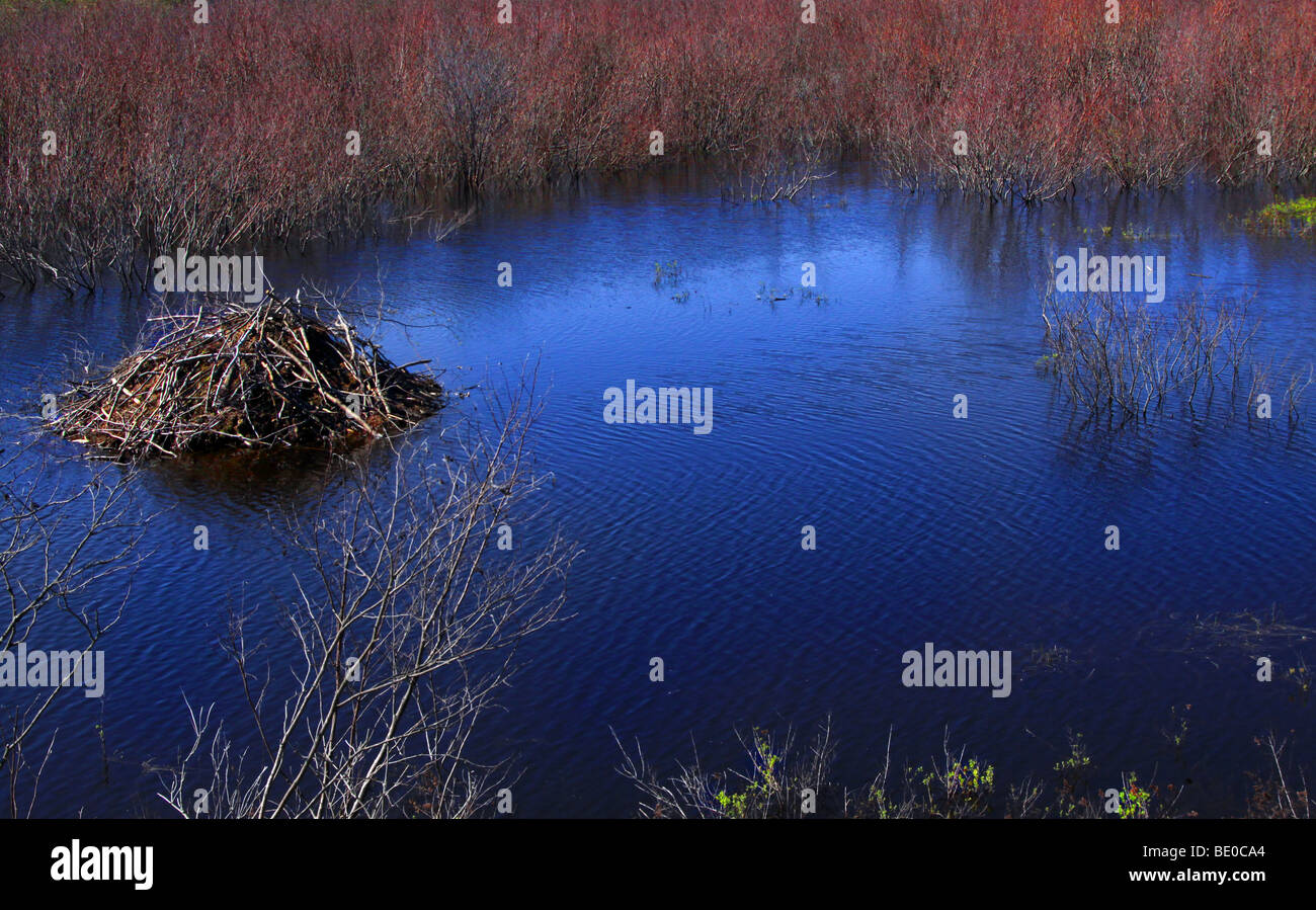 Beaver dam in the spring Stock Photo Alamy