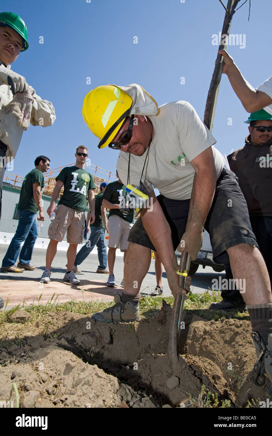 Tree Planting in South Central Los Angeles, California, USA Stock Photo