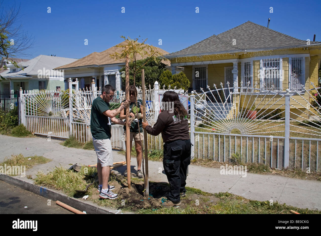 Tree Planting in South Central Los Angeles, California, USA Stock Photo
