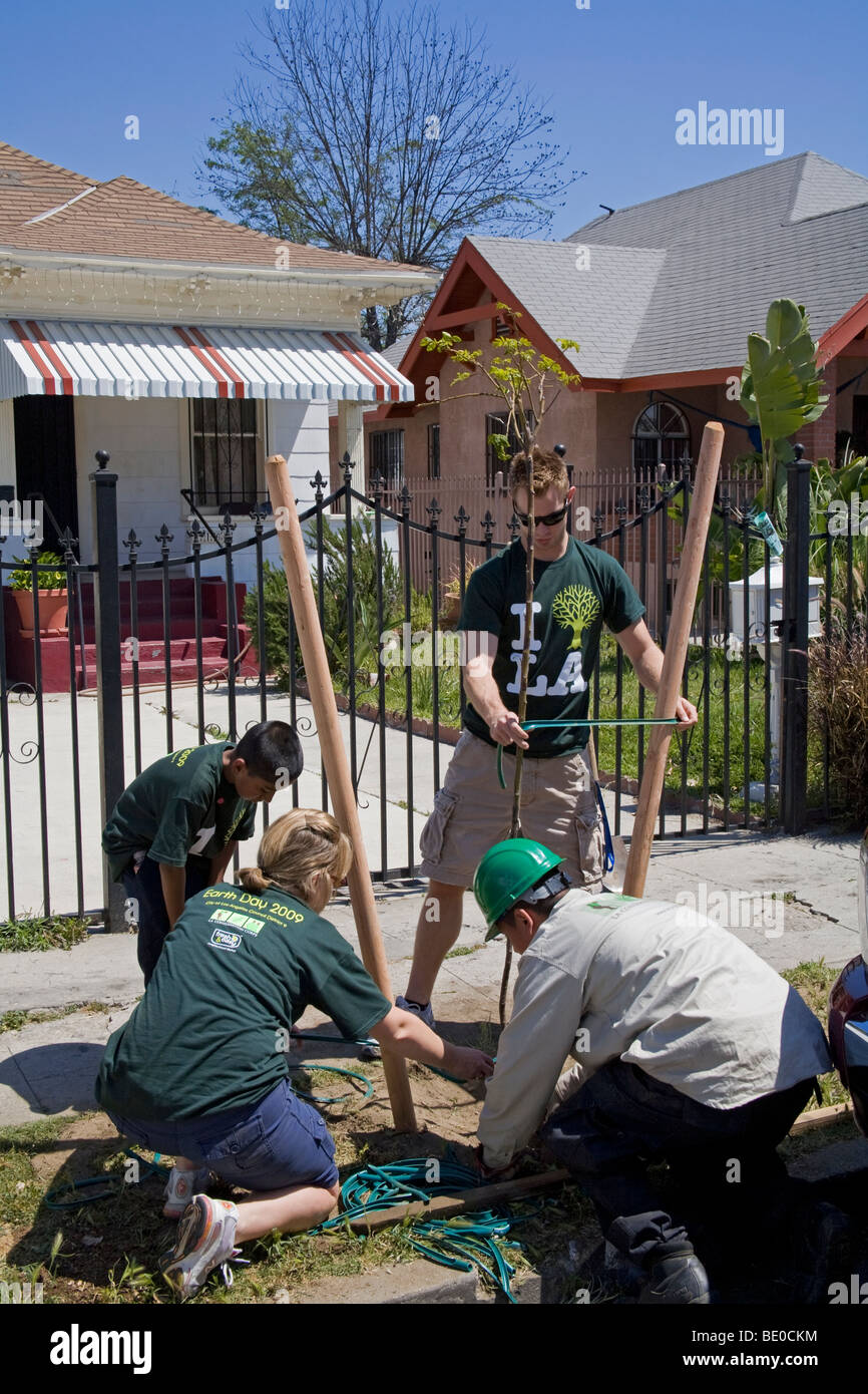Tree Planting in South Central Los Angeles, California, USA Stock Photo