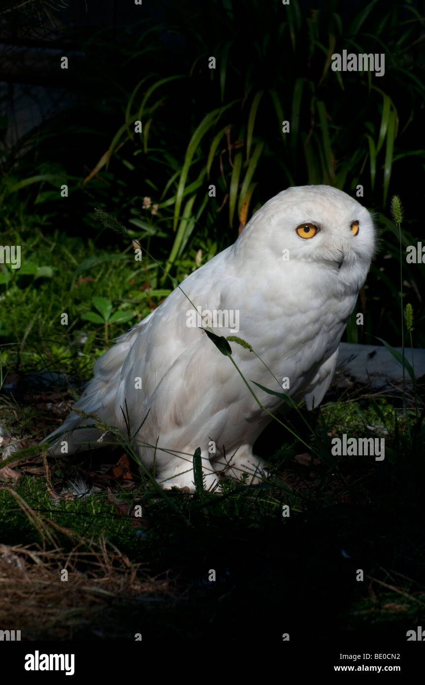 A Snowy Owl Stock Photo - Alamy