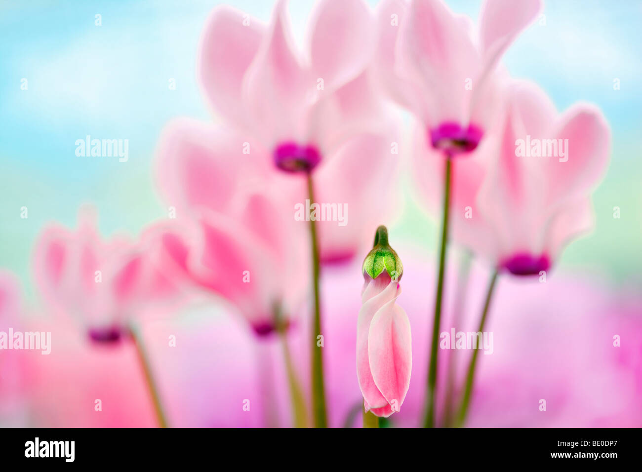 Close up of Pink Cyclaman flowers. Al's Nursery. Woodburn, Oregon Stock Photo