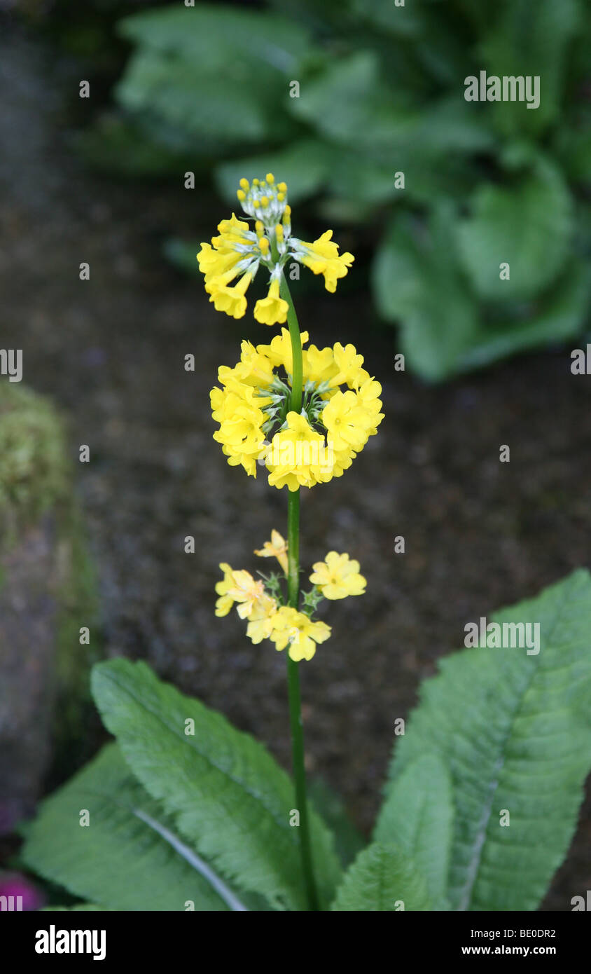 Primula bulleyana is a species of Primula, one of group known as candelabra primroses. Stock Photo