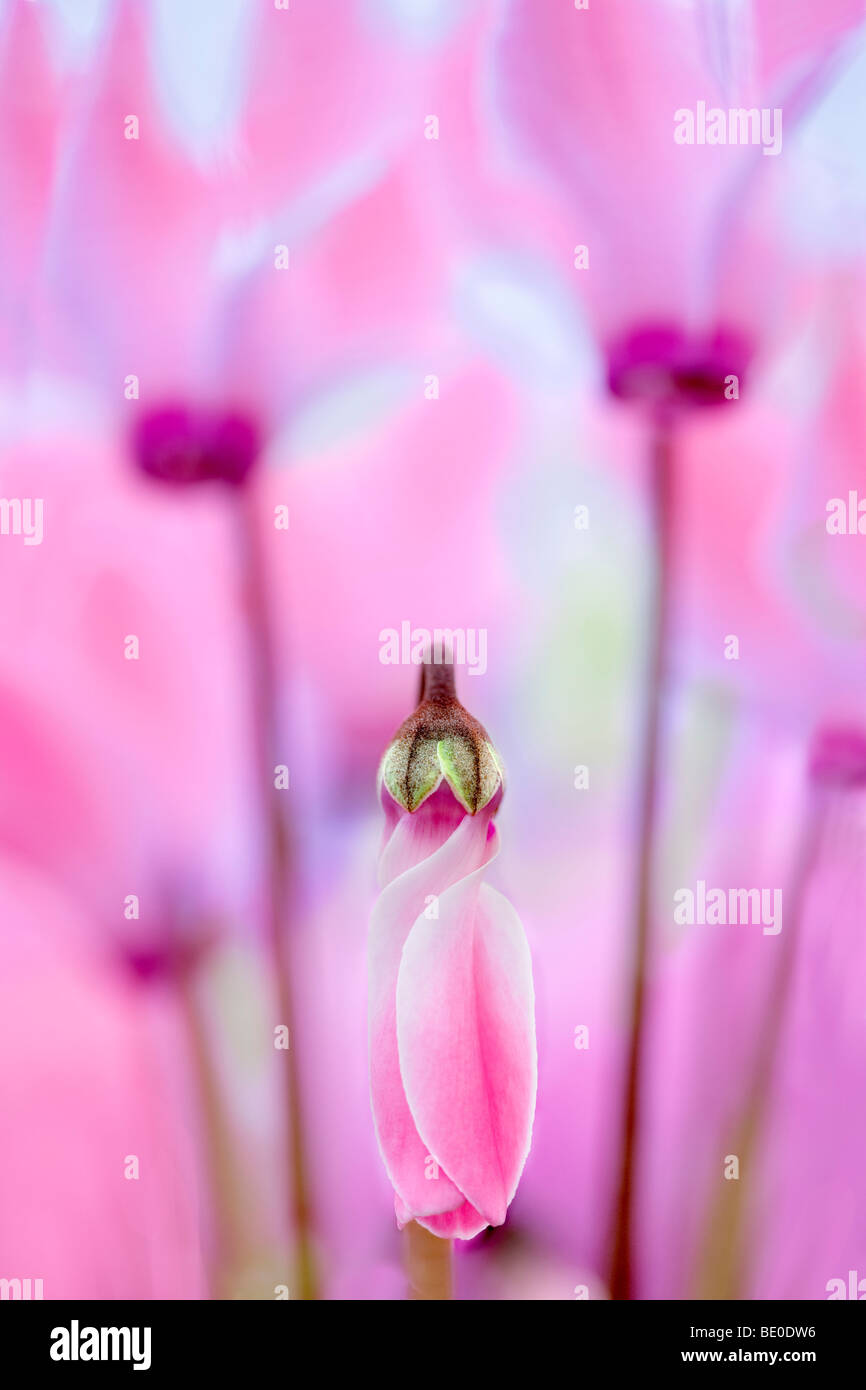 Close up of Pink Cyclaman flowers. Al's Nursery. Woodburn, Oregon Stock Photo