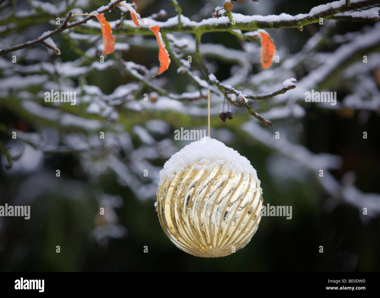 Christmas tree ornament in snow covered tree. Stock Photo