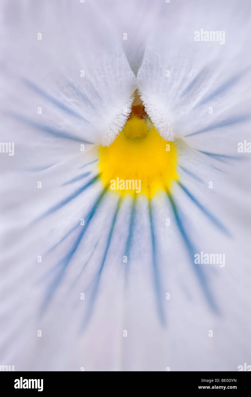 Close up of pansy  flower. Oregon Stock Photo