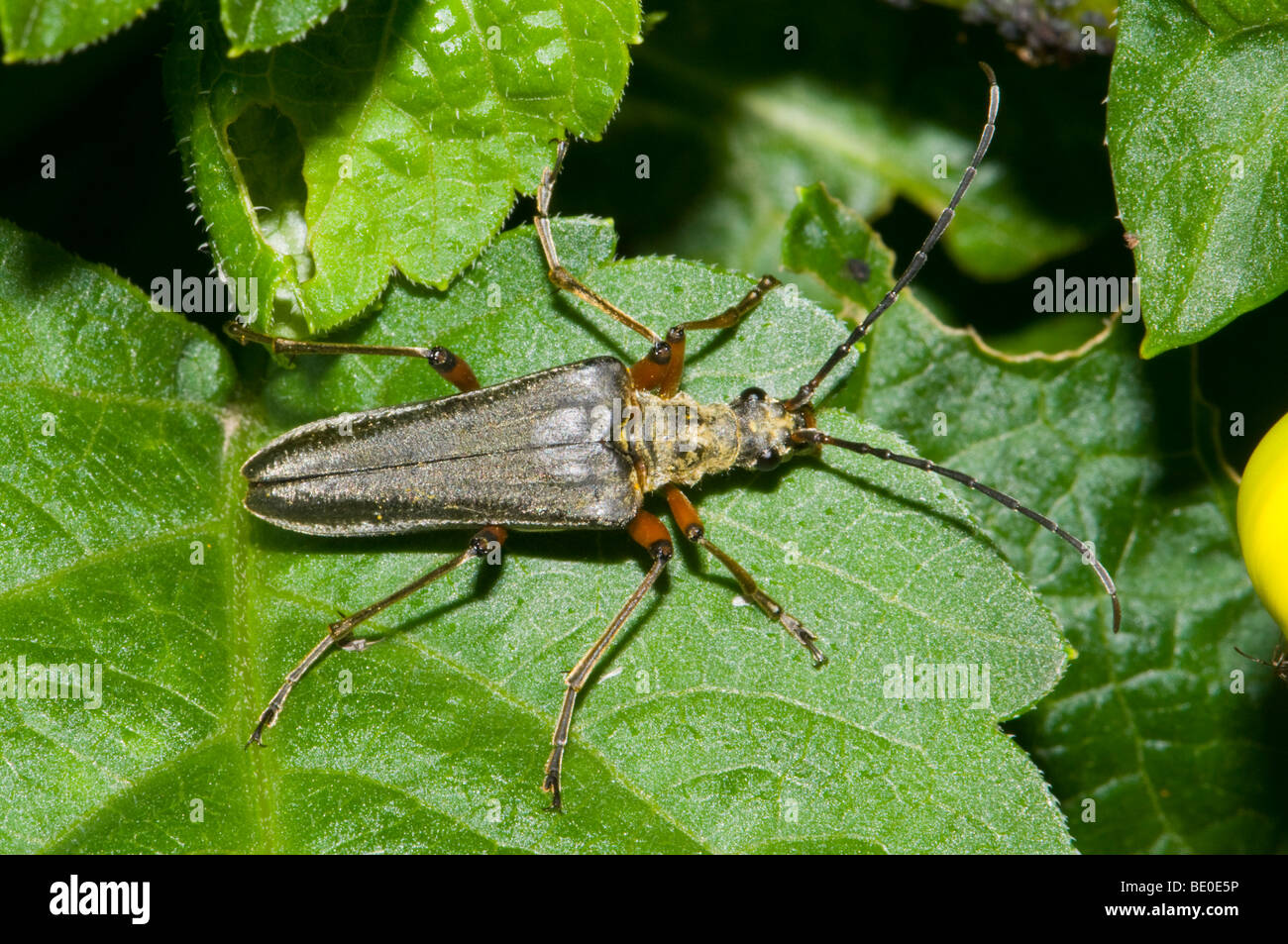 Variable Longhorn Beetle (Stenochorus / Stenocorus meridianus) Stock Photo