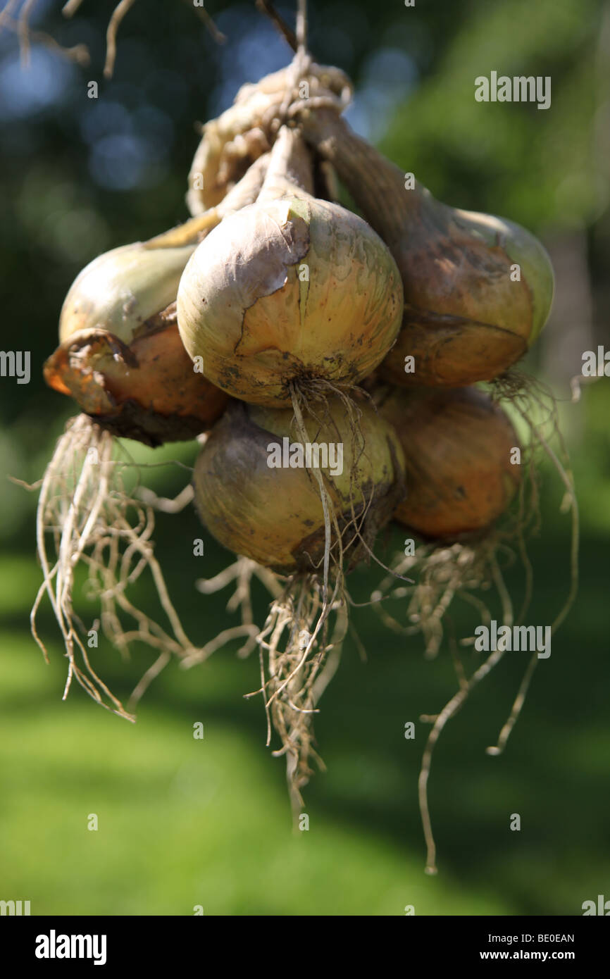 Shallots drying hires stock photography and images Alamy