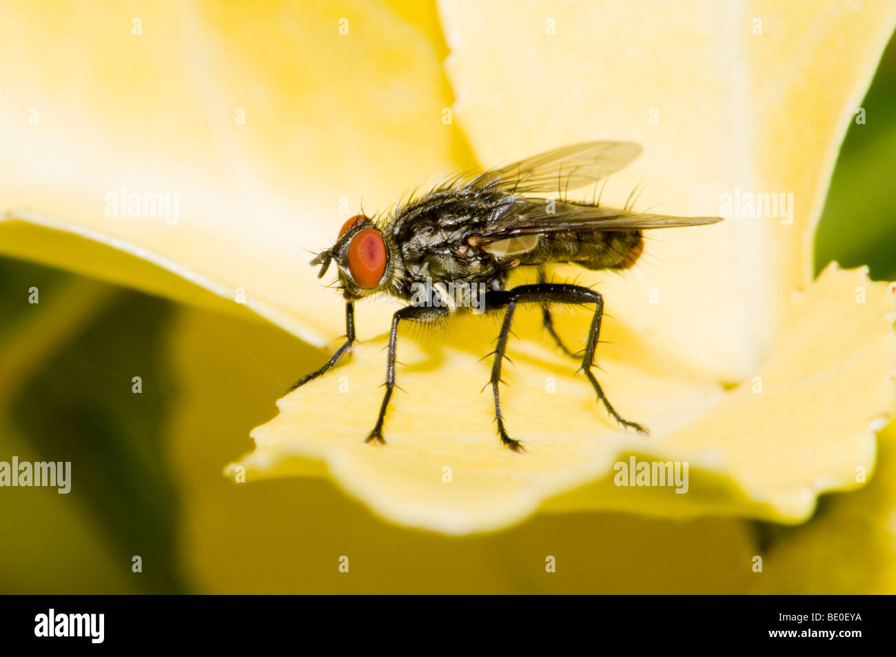 Flesh Fly (Sarcophaga carnaria) male. Kent, UK, July. Stock Photo